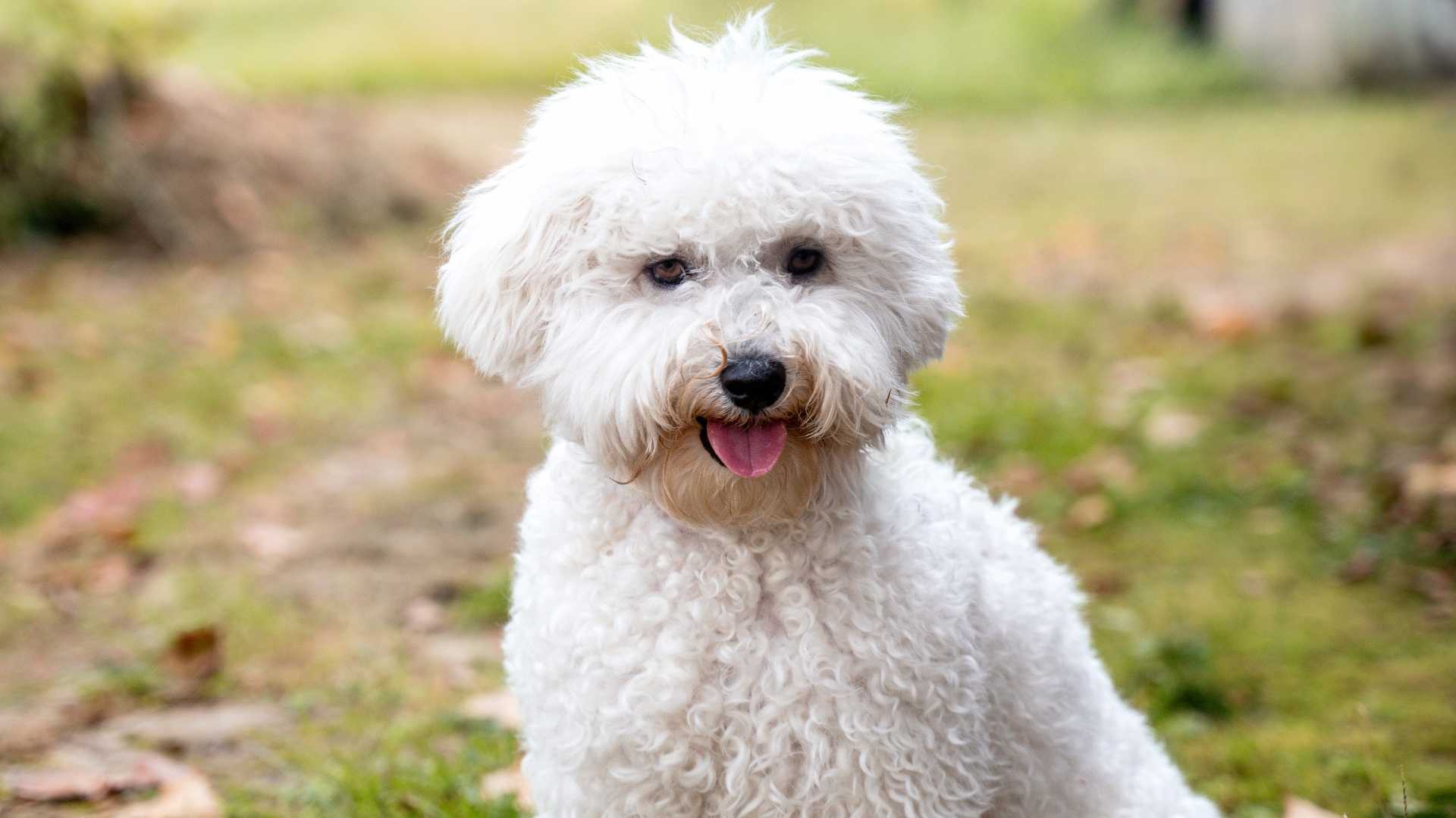 bichon frise